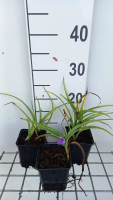 Tradescantia 'Blue Stone'   pot 9x9 cm