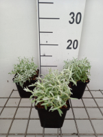 Cerastium tomentosum 'Silberteppich'   pot 9x9 cm