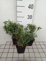 Euonymus fortunei var. Radicans   pot 9x9 cm  