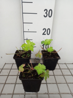 Geranium 'Sandrine'   pot 9x9 cm