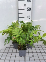 Matteuccia orientalis   pot 9x9 cm
