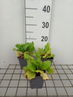 Primula japonica 'Miller's Crimson'   pot 9x9 cm  