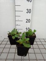 Salvia nemorosa 'Rose Queen'   pot 9x9 cm  