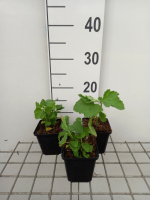 Althaea officinalis   pot 9x9 cm (Heemst)  