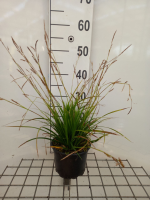 Carex morrowii 'Variegata'   pot 2L   Japanse zegge
