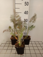 Foeniculum vulgare 'Purpureum'   pot 9x9 cm