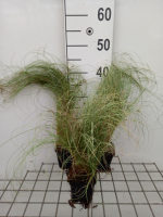 Carex comans 'Amazon Mist' (Amazon Mist Color Grass)   pot 9x9 cm