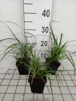 Carex 'Osaka'   pot 9x9 cm
