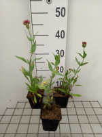 Centranthus ruber 'Rosenrot'   pot 9x9 cm  