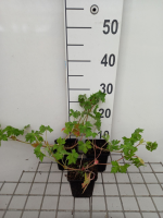 Geranium 'Noorthava' (Havana Blue)   pot 9x9 cm