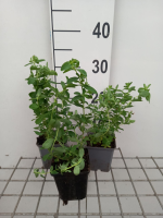 Sint Janskruid, hertshooi   pot 9x9 cm (Hypericum perforatum)  