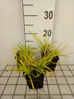 Pennisetum alopecuroides 'Hameln Gold'   pot 9x9 cm  