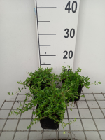 Thymus longicaulis   pot 9x9 cm