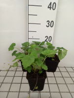 Tiarella cordifolia 'Moorgrün'   pot 9x9 cm  