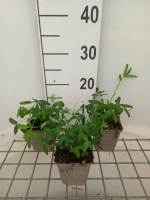 Trifolium rubens   pot 9x9 cm  