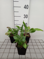 Centaurea scabiosa   pot 9x9 cm  