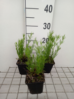 Coreopsis 'Madras Magic'   pot 9x9 cm