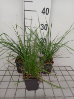 Deschampsia cespitosa 'Palava'   pot 9x9 cm  