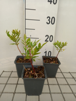 Dictamnus albus   pot 9x9 cm  