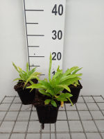 Digitalis grandiflora   pot 9x9 cm