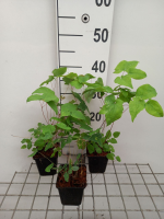 Epimedium grandiflorum 'Red Beauty'   pot 9x9 cm