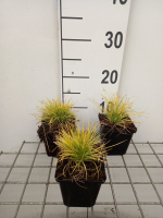 Festuca glauca 'AMIGOL 25' (Amigold, Amigold)   pot 9x9 cm  