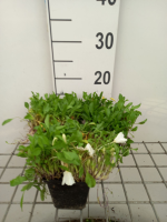 Nierembergia repens   pot 9x9 cm