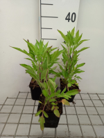 Rudbeckia triloba   pot 9x9 cm  