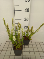 Salvia nemorosa 'Flor Sal White' (Sensation White)   pot 9x9 cm  