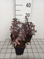 Sedum 'Picolette'   pot 9x9 cm  