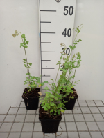 Thalictrum flavum subsp. Glaucum   pot 9x9 cm