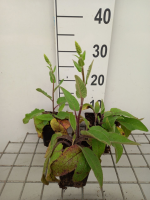 Verbascum nigrum var. Album   pot 9x9 cm  