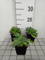 Verbascum phoeniceum   pot 9x9 cm