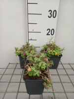 Arabis caucasica 'Pinkie'   pot 9x9 cm