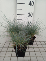 Festuca ovina   pot 9x9 cm  