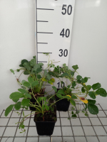 Fragaria rubicola 'Mount Omei'   pot 9x9 cm
