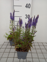 Veronica spicata 'Blauteppich'   pot 9x9 cm  