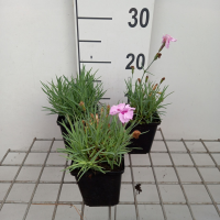 Dianthus 'Rachel'   pot 9x9 cm