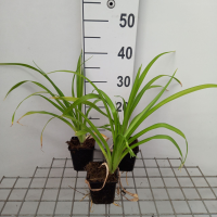Hemerocallis 'Margaret Perry'   pot 9x9 cm