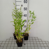 Verbena hastata 'Alba'   pot 9x9 cm  