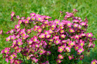 Saxifraga x arendsii   pot 9x9 cm