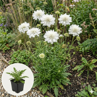 Scabiosa caucasica 'Perfecta Alba'   pot 9x9 cm  