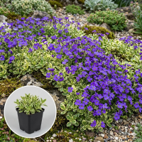 Aubrieta 'Dr Mules Variegated'   pot 9x9 cm  