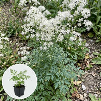 Thalictrum delavayi 'FR21034' (Splendide White)   pot 9x9 cm  