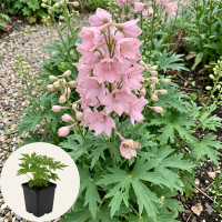 Delphinium x ruysii 'Pink Sensation'   pot 9x9 cm  