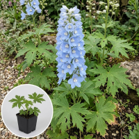 Delphinium 'Ballkleid'   pot 9x9 cm  