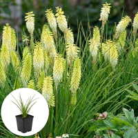 Kniphofia 'Pineapple Popsicle'   pot 9x9 cm  