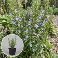 Rosmarinus officinalis 'Miss Jessopp's Upright'   pot 9x9 cm  