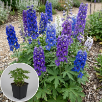 Delphinium Magic Fountains Series   pot 9x9 cm  