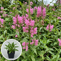 Physostegia virginiana 'Rosea'   pot 9x9 cm  